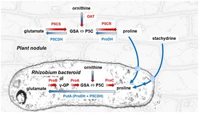 The Emerging Role of Proline in the Establishment and Functioning of Legume-Rhizobium Symbiosis